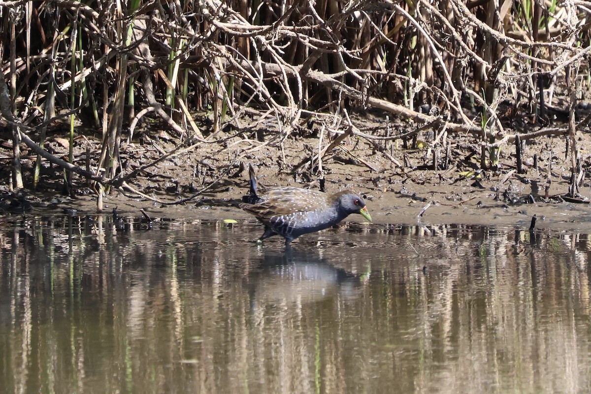 Australian Crake - ML647739617