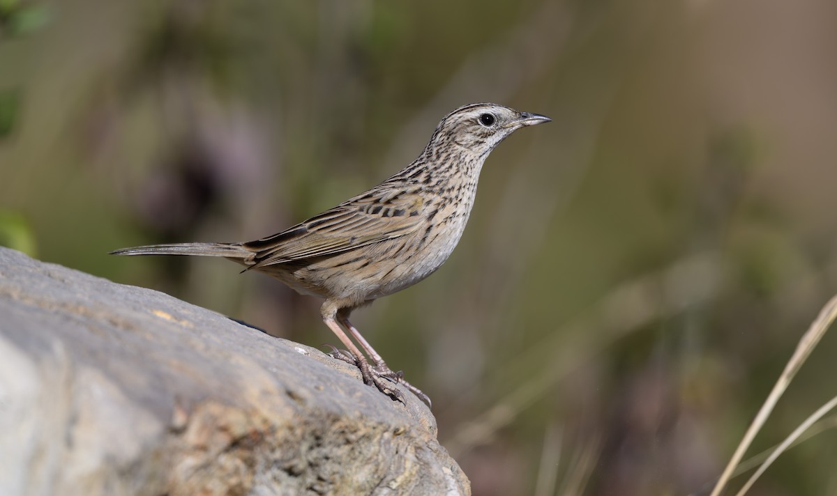 Upland Pipit - ML647739618