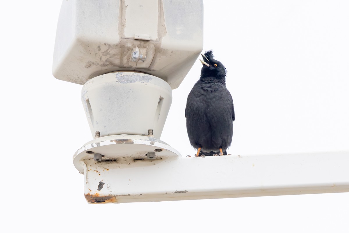 Crested Myna - ML647739620