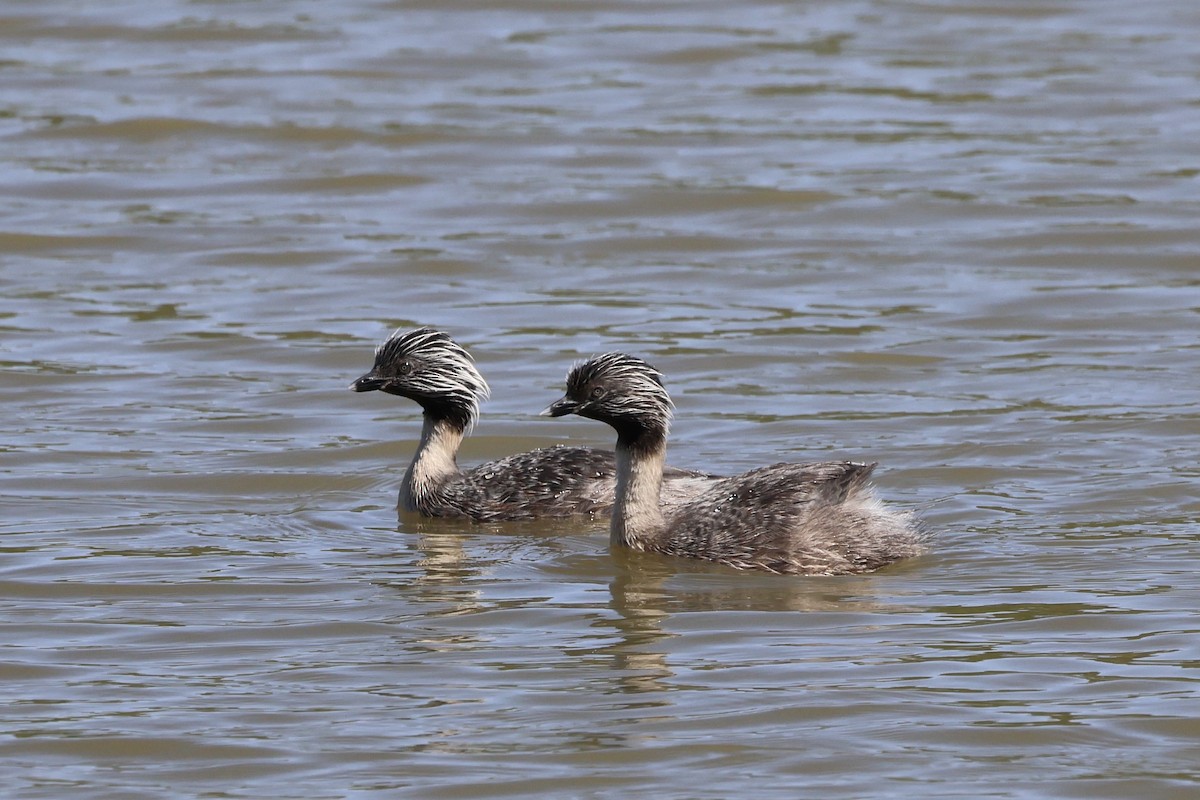 Hoary-headed Grebe - ML647739621