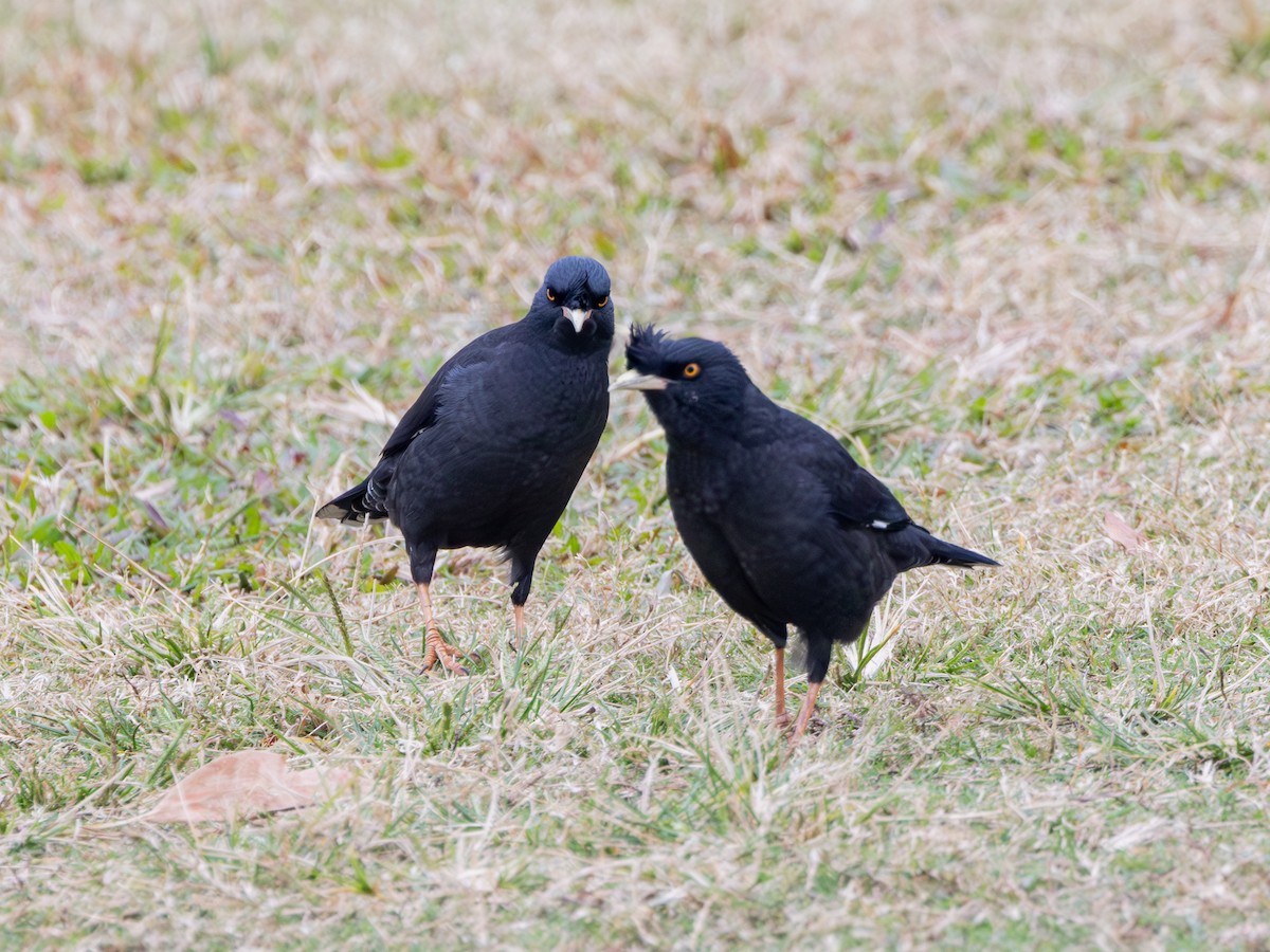 Crested Myna - ML647739623