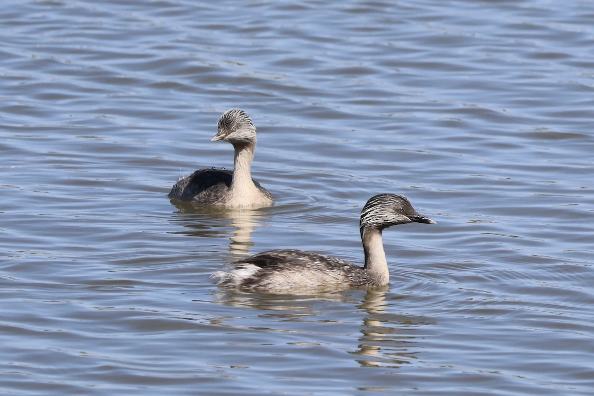 Hoary-headed Grebe - ML647739625