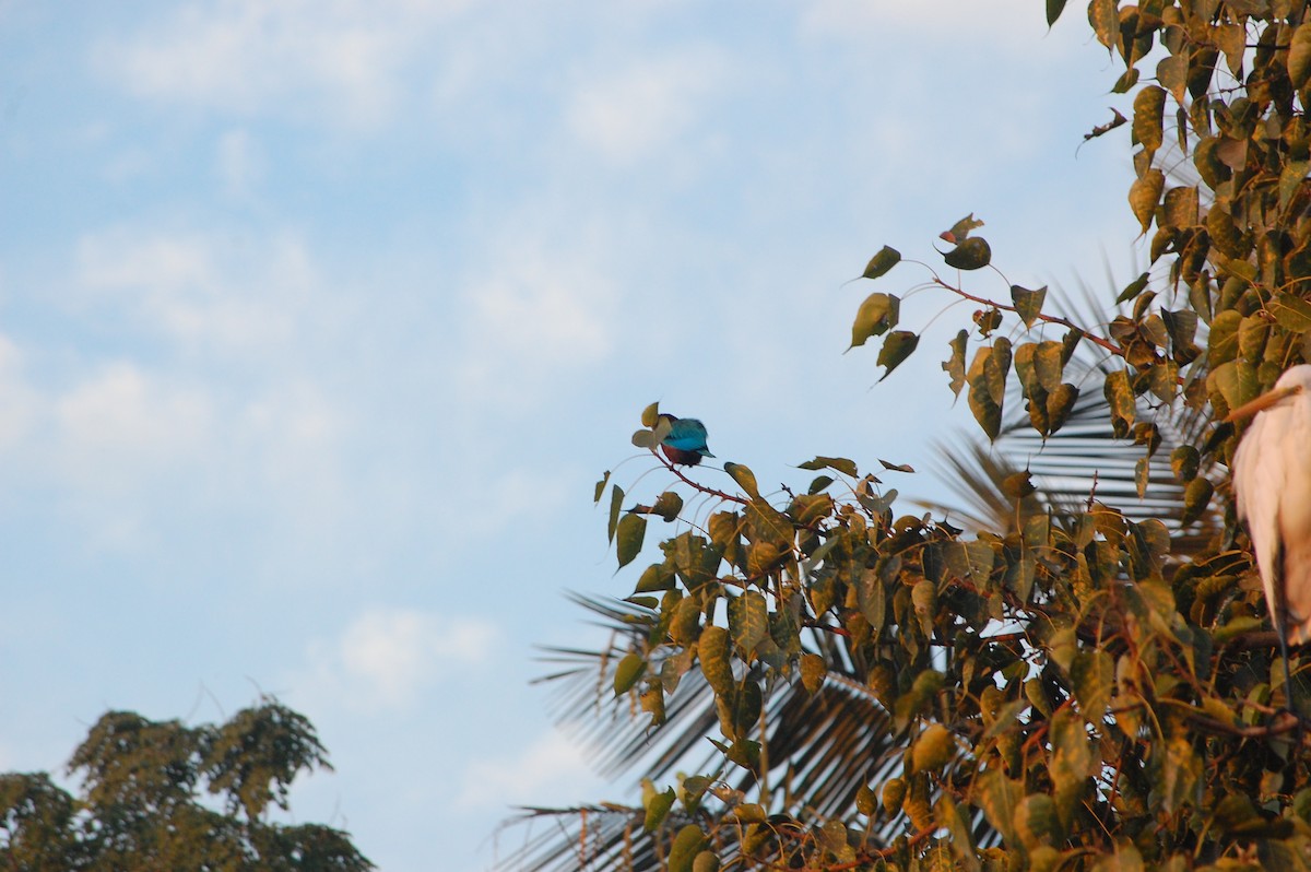 White-throated Kingfisher - ML647739626