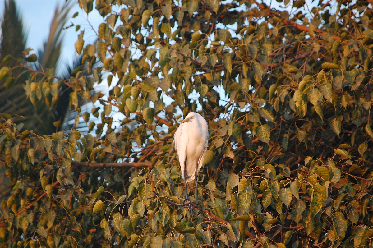 Great Egret - ML647739632