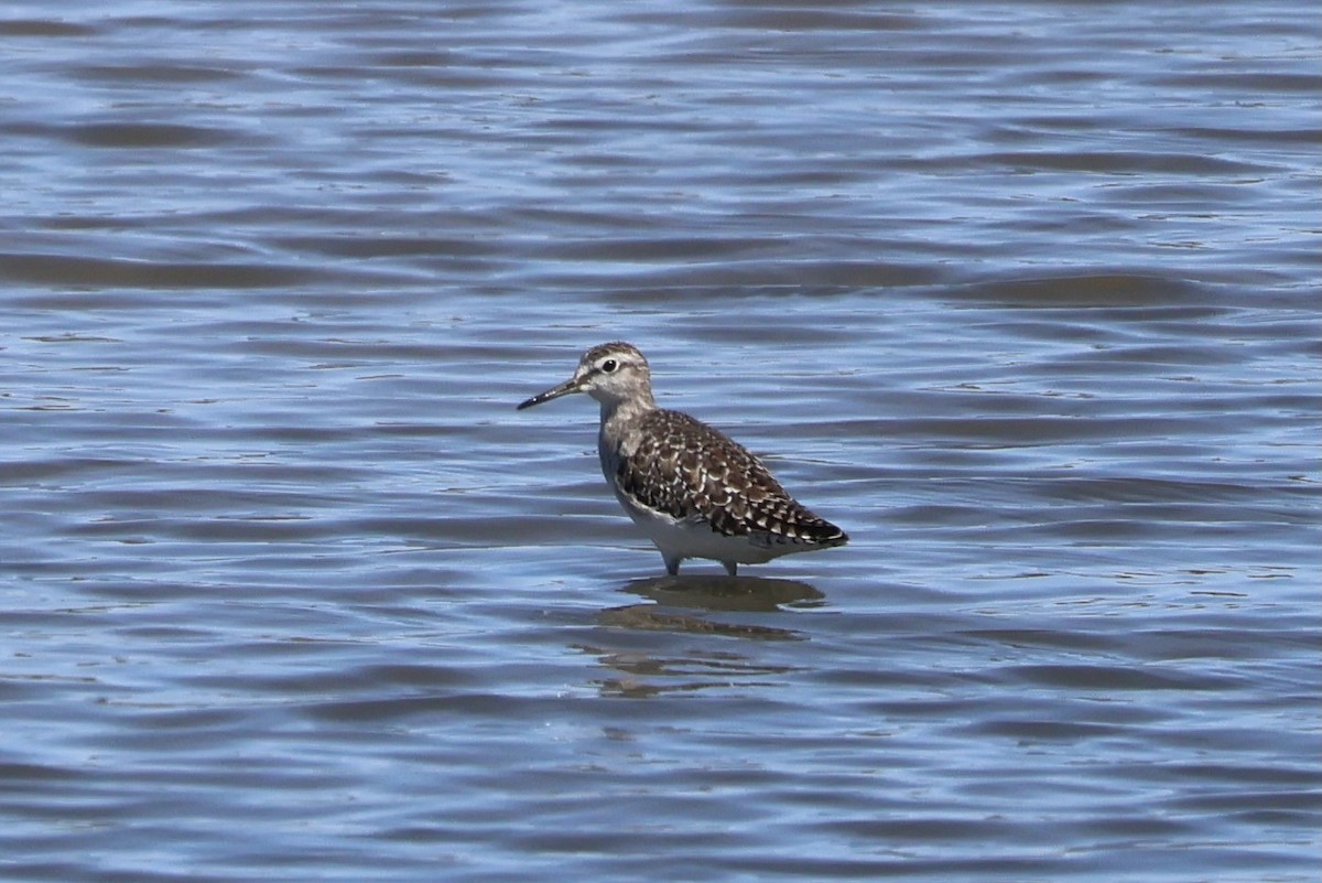 Wood Sandpiper - ML647739634