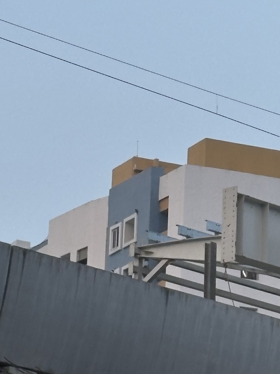 Peregrine Falcon - ML647739635