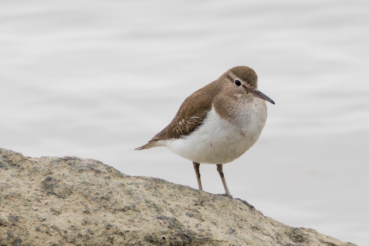 Common Sandpiper - ML647739636