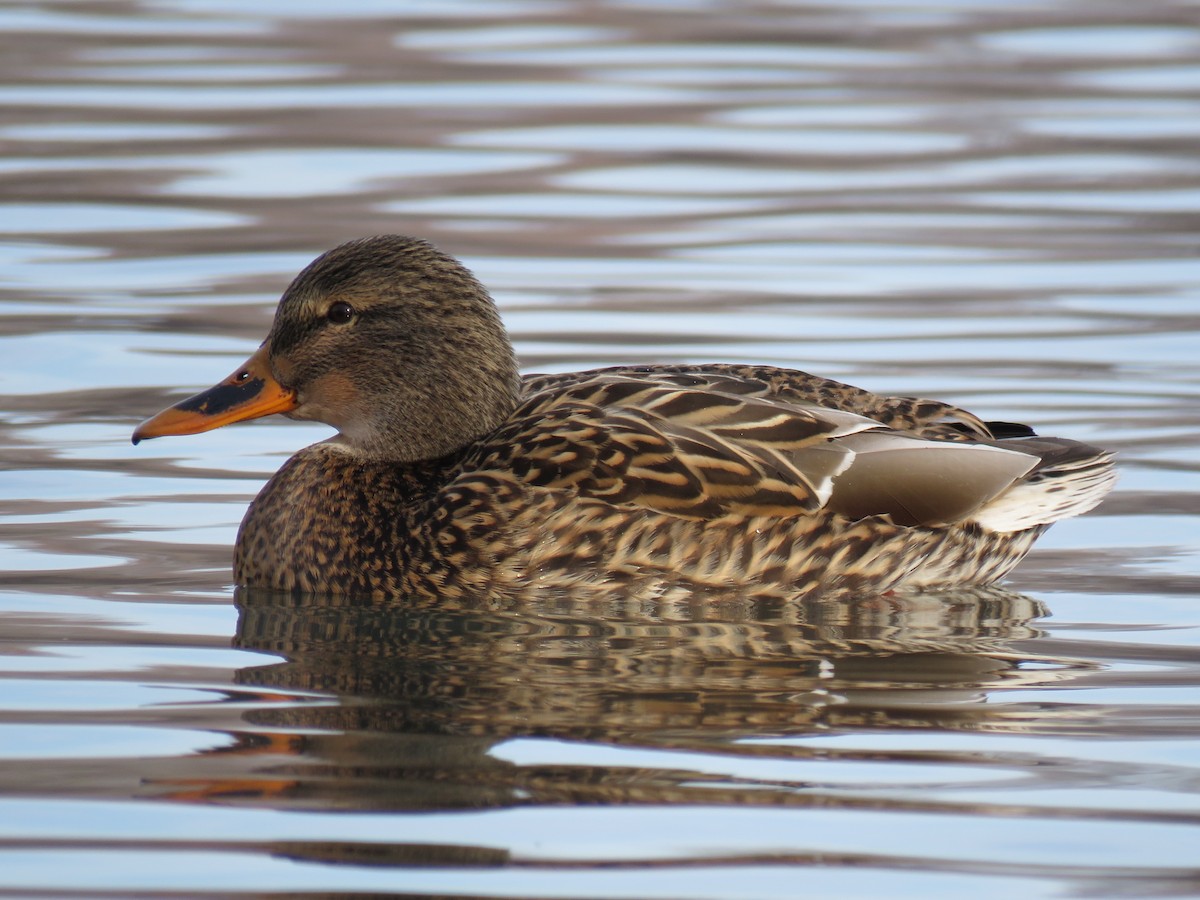 Mallard - ML647739637