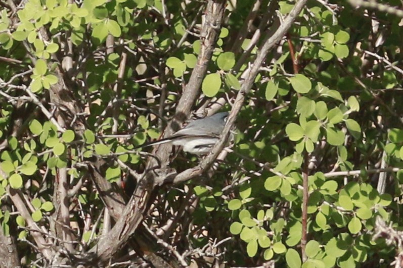 Blue-gray Gnatcatcher (Western) - ML647739638