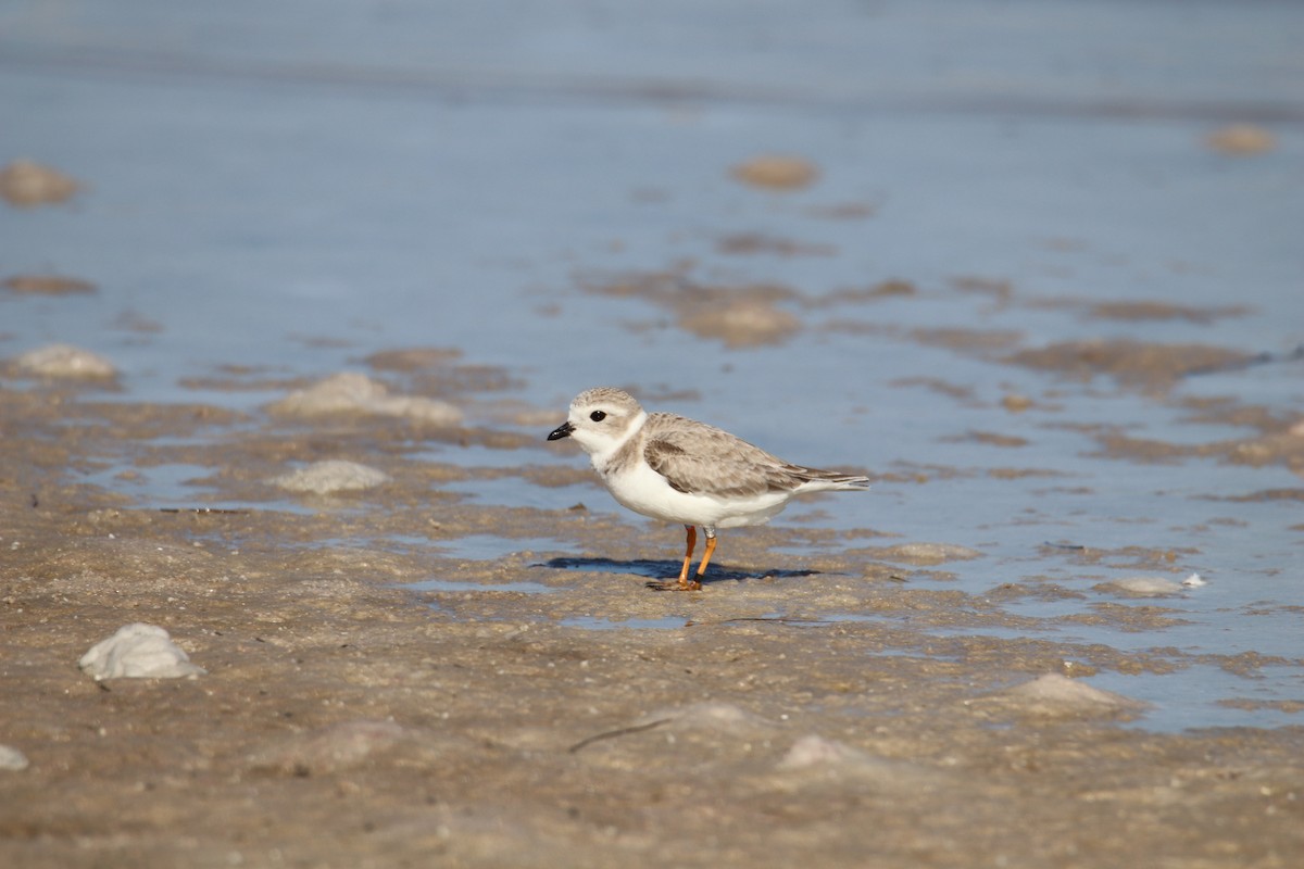 Piping Plover - ML647739639