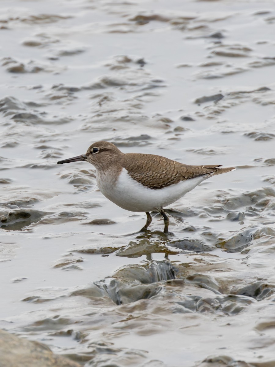 Common Sandpiper - ML647739640