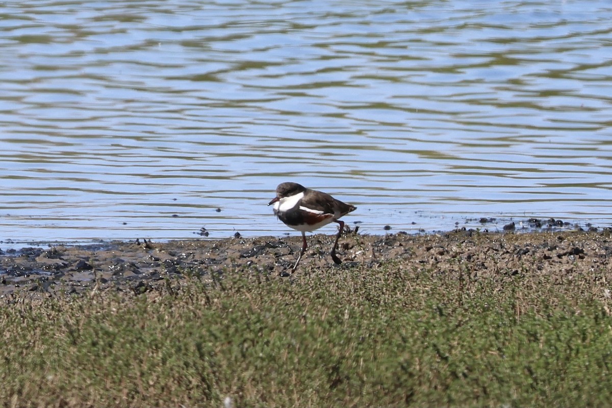 Red-kneed Dotterel - ML647739641