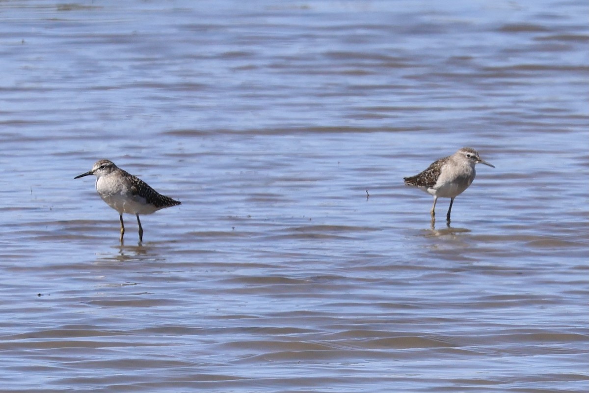 Wood Sandpiper - ML647739643
