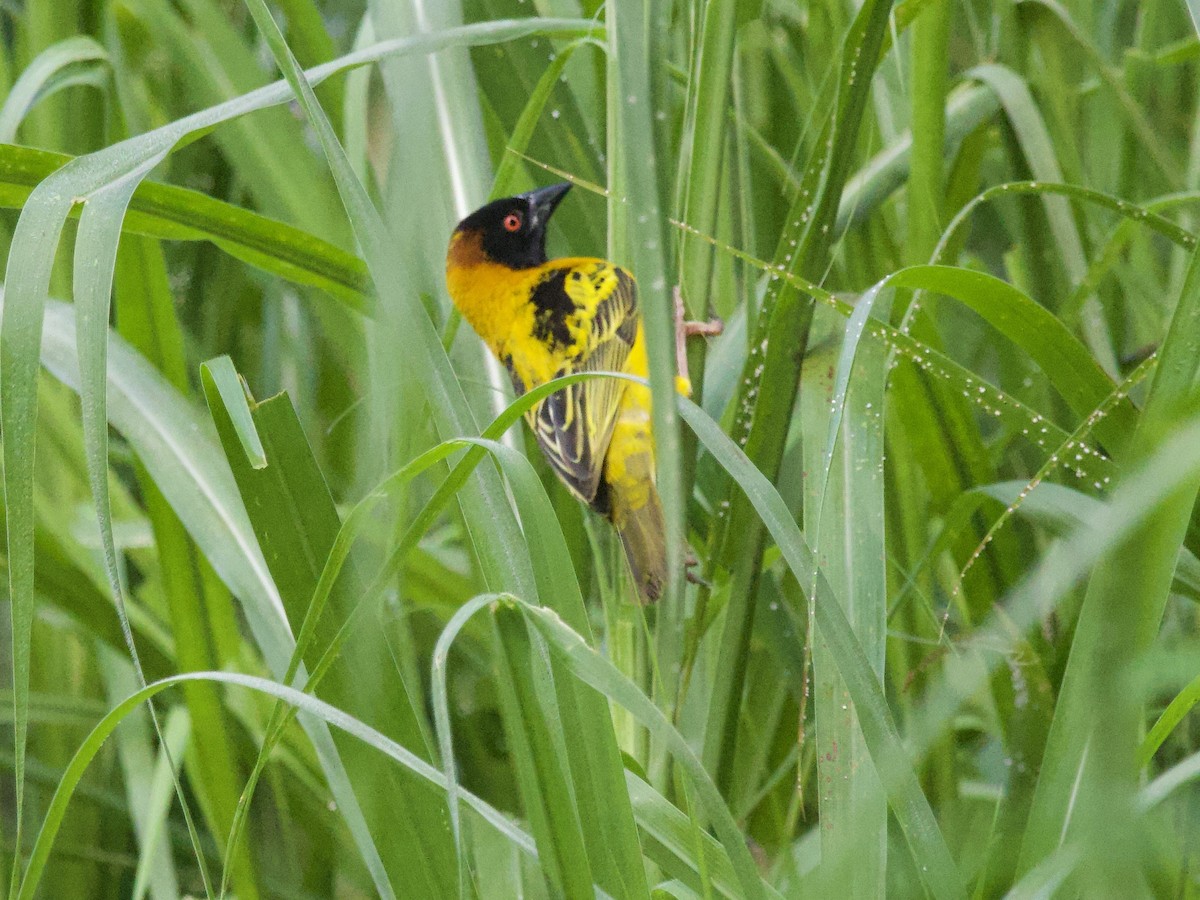 Black-headed Weaver - ML647739644