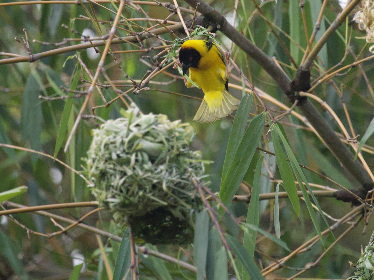 Black-headed Weaver - ML647739645