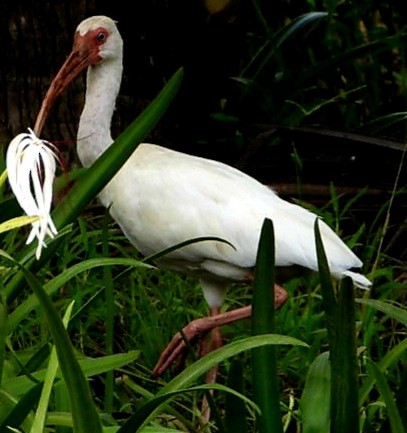 Corocoro Blanco - ML647739655