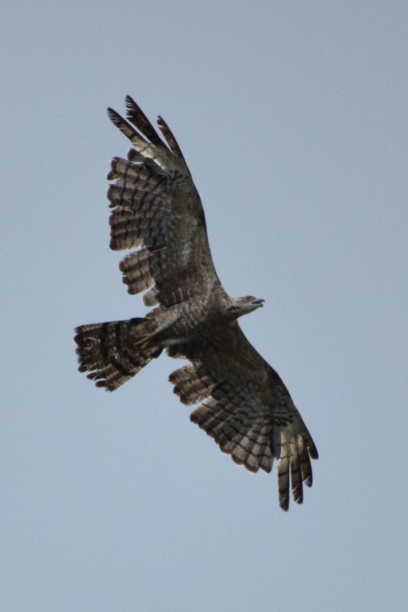 včelojed chocholatý - ML647739659