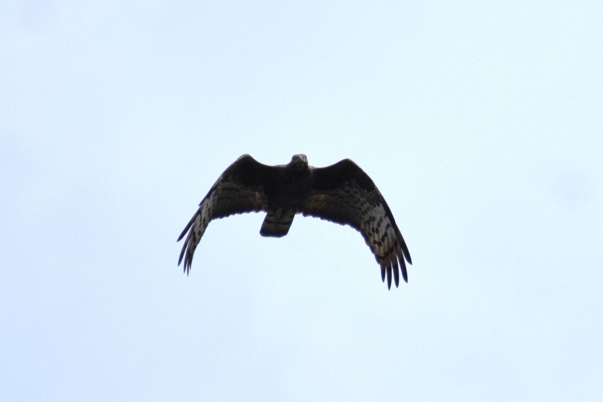 včelojed chocholatý - ML647739660