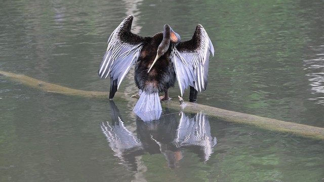 Anhinga d'Australie - ML647739672