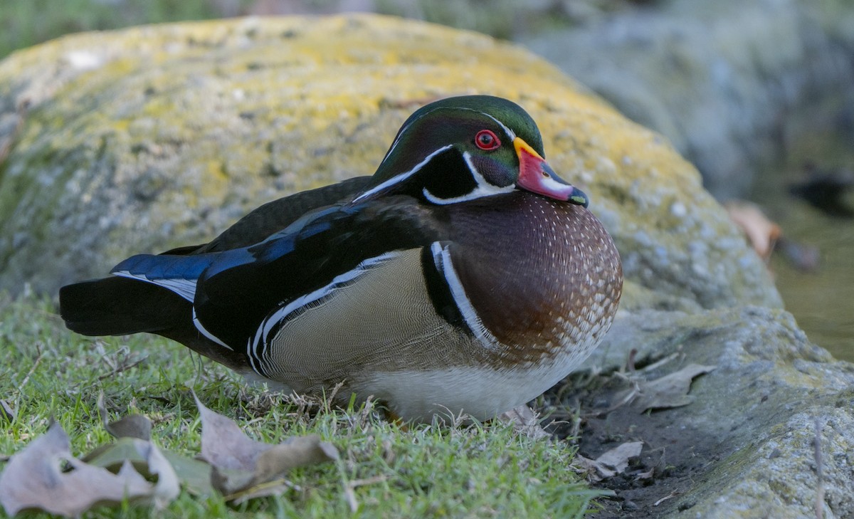 Ahate karolinarra - ML647739675