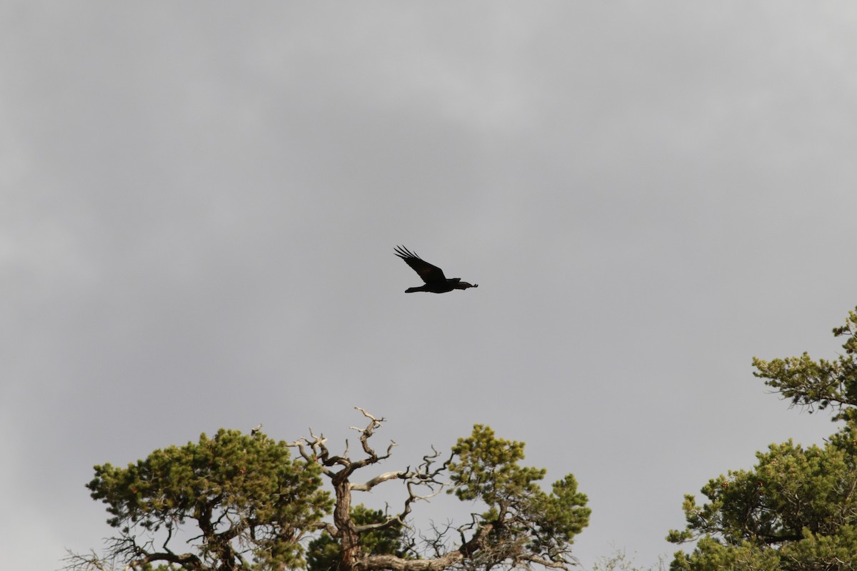 krkavec velký - ML647739685