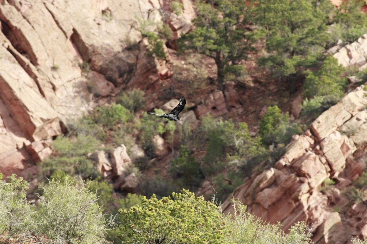 krkavec velký - ML647739686