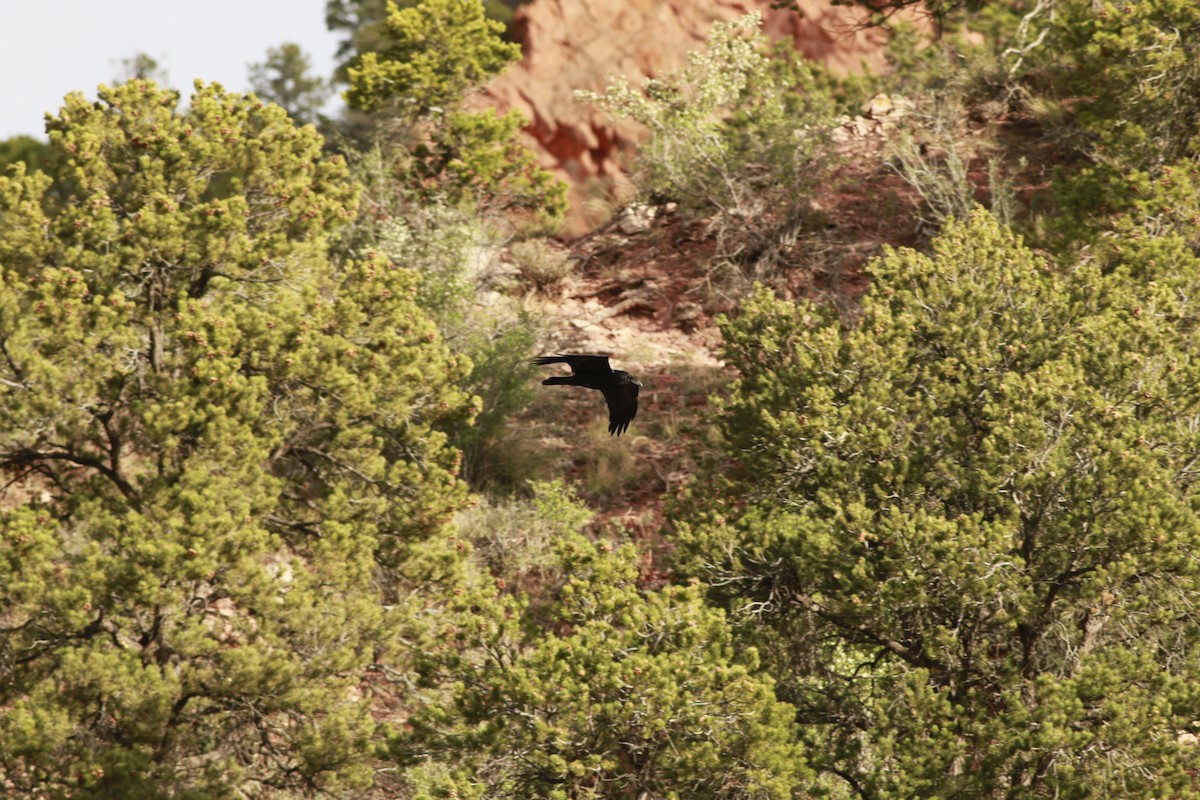 krkavec velký - ML647739687