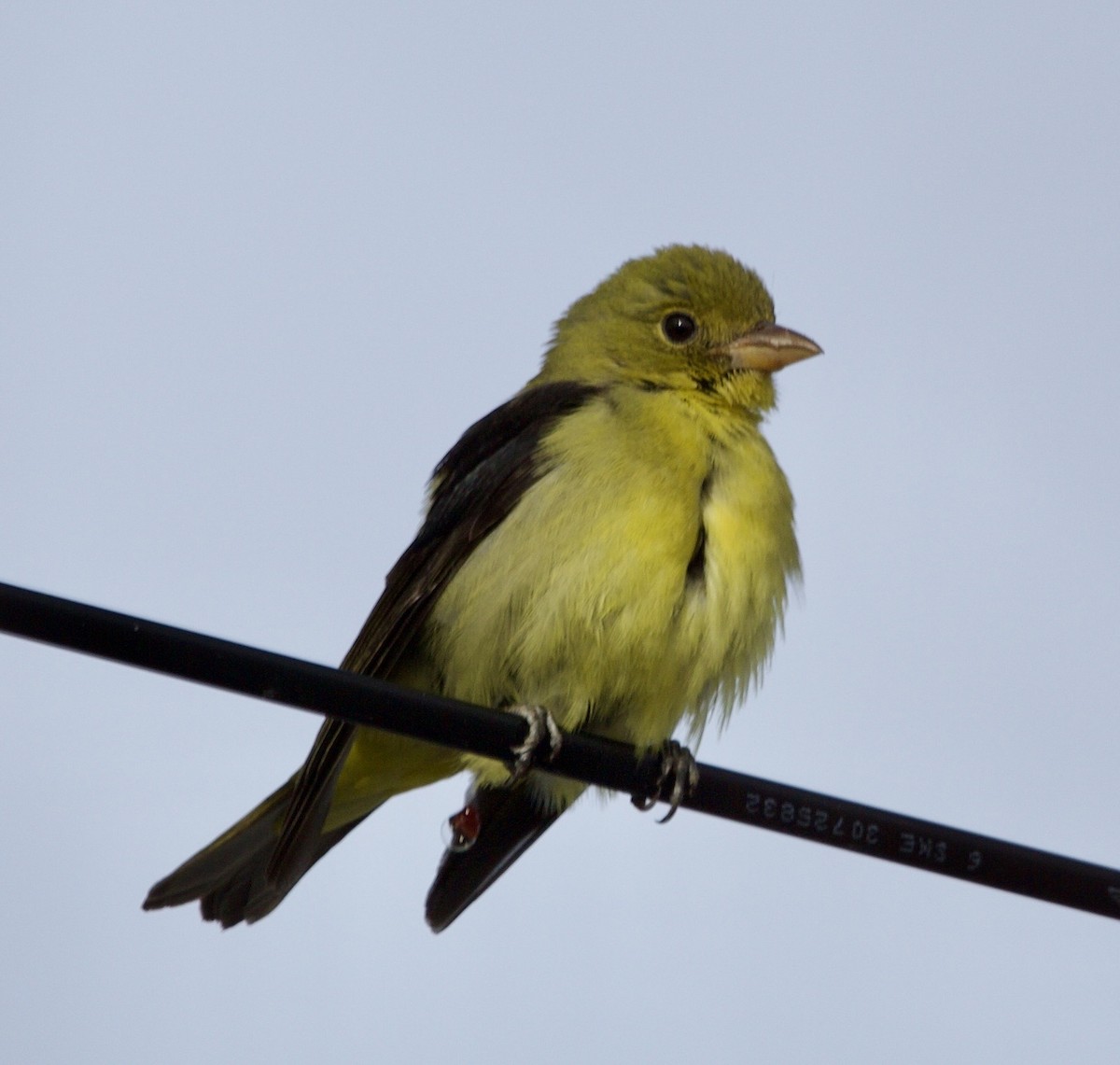 Scarlet Tanager - ML647739689