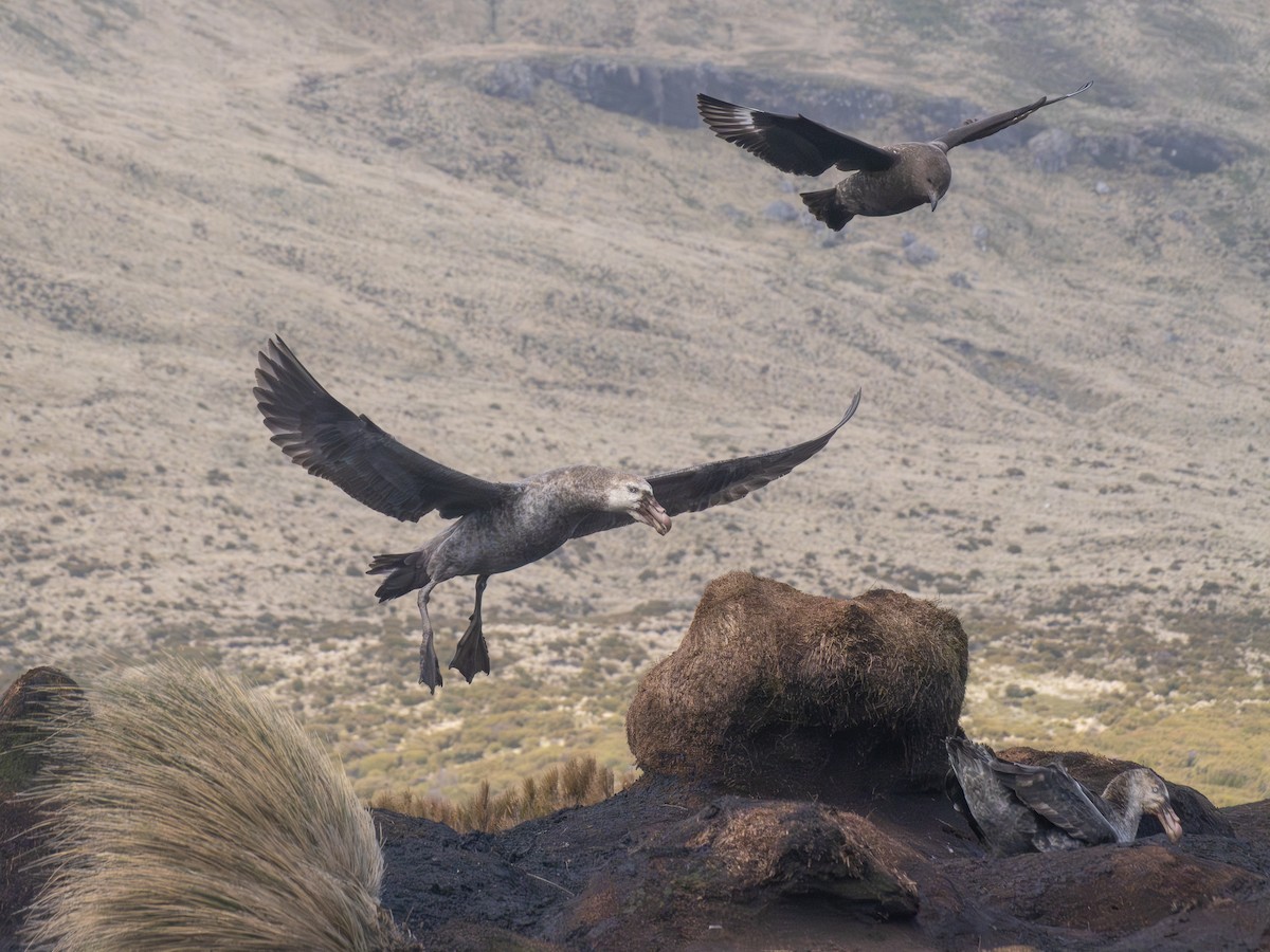 Northern Giant-Petrel - ML647739691