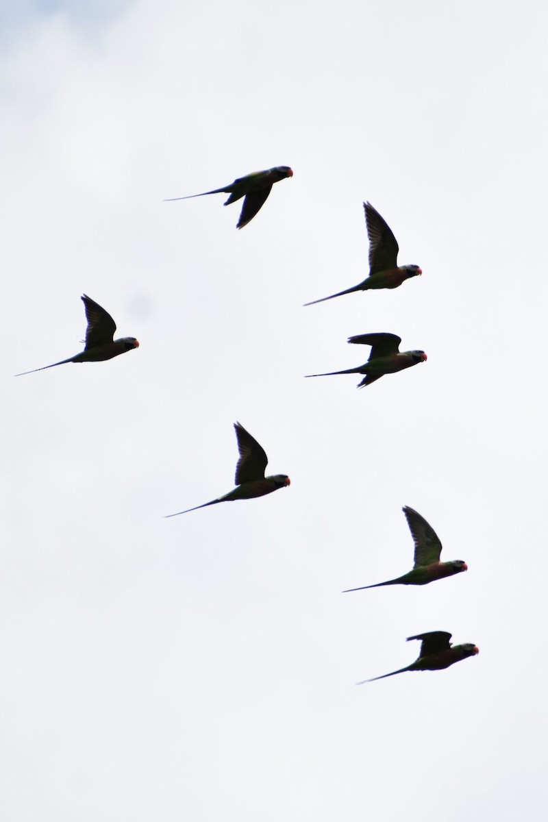 alexandr růžovoprsý - ML647739692