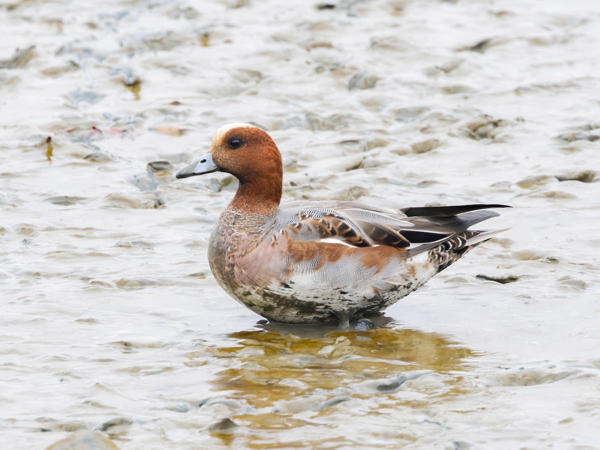 Fischione - ML647739694