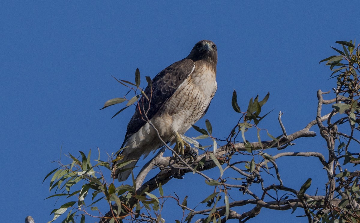 Poiana codarossa - ML647739695