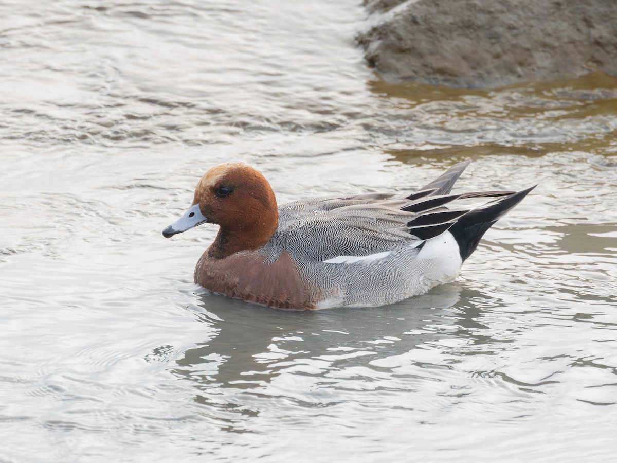 Fischione - ML647739696