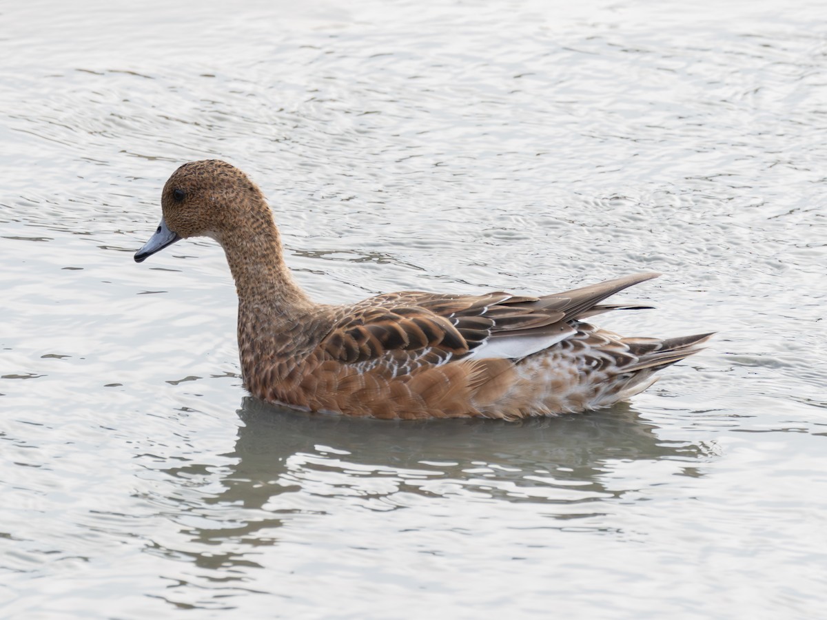 Fischione - ML647739699