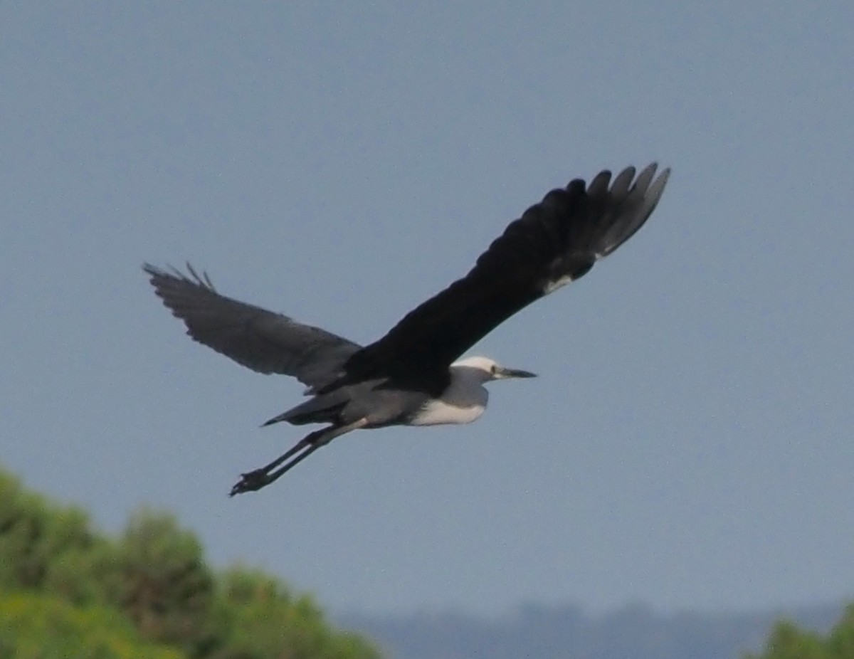 Pacific Heron - ML647739700