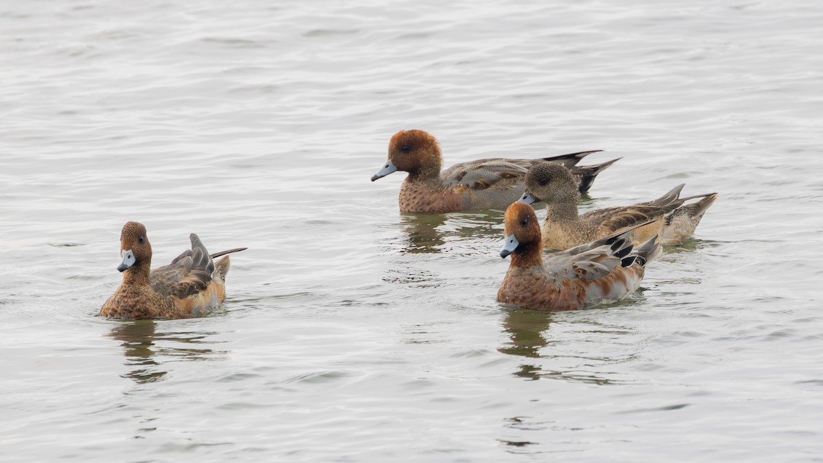 Fischione - ML647739706