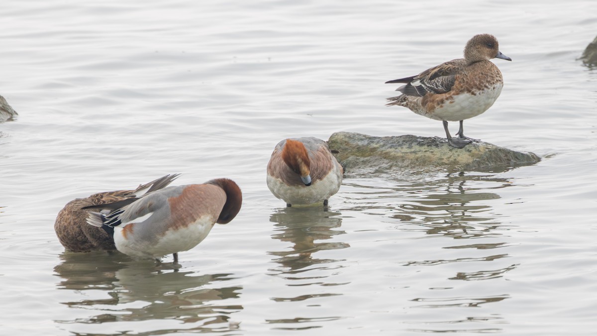 Fischione - ML647739714