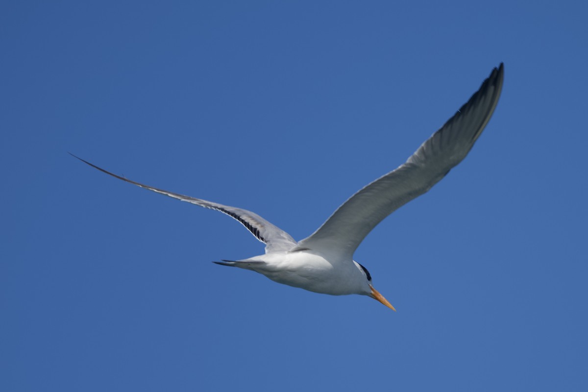 Royal Tern - ML647739715