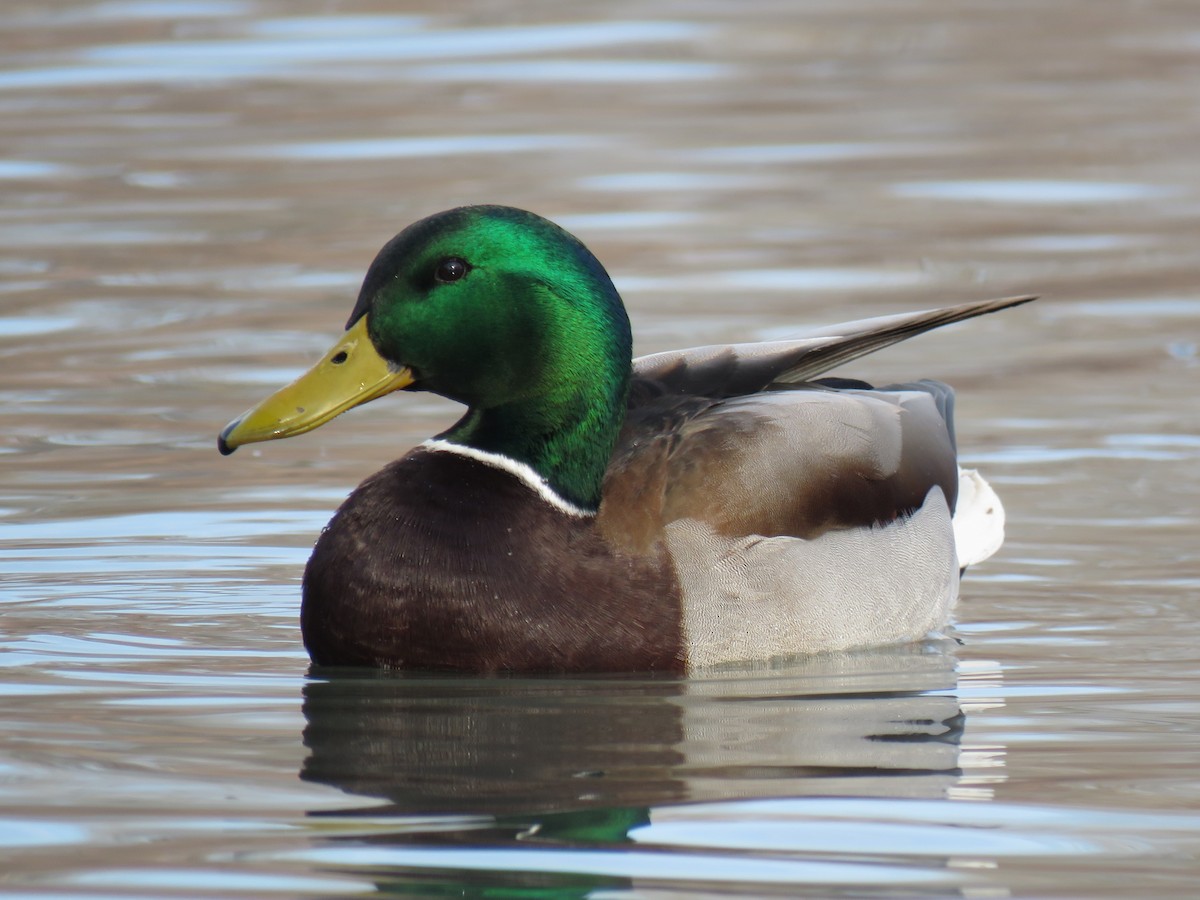 Germano reale - ML647739719