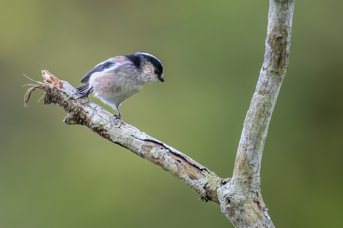 Codibugnolo - ML647739720