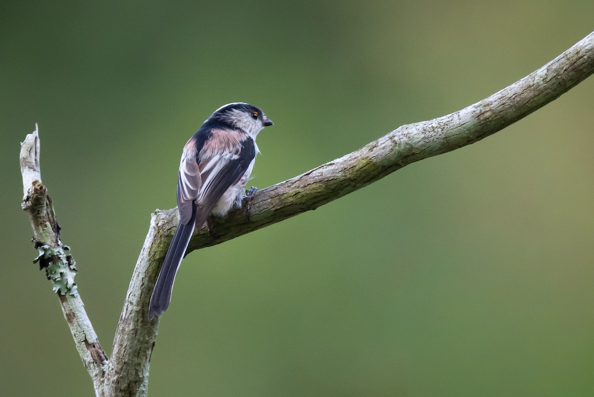 Codibugnolo - ML647739721