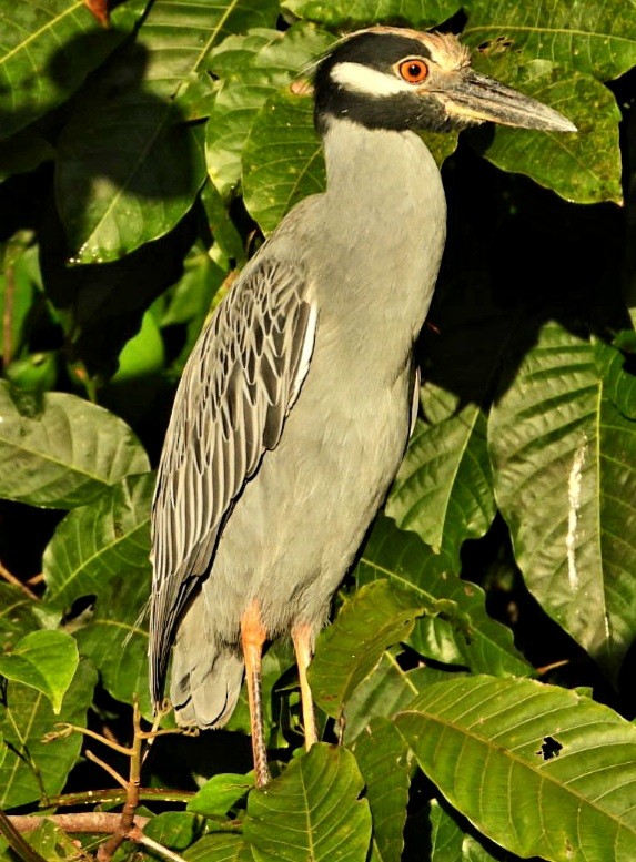 Yellow-crowned Night Heron - ML647739723