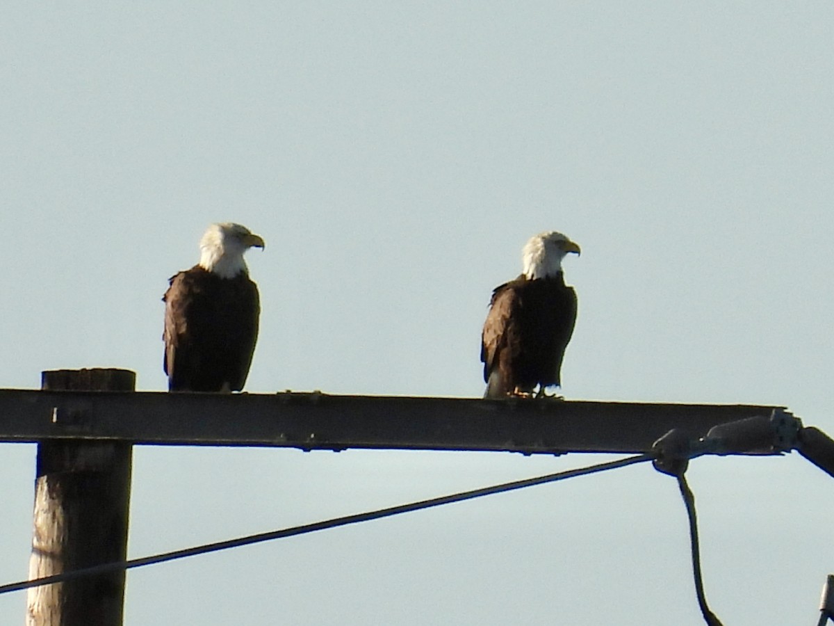 Bald Eagle - ML647739724