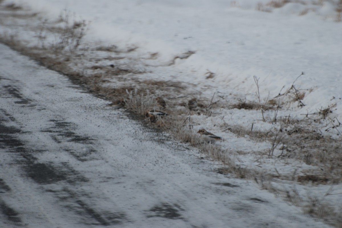 Zigolo delle nevi - ML647739725