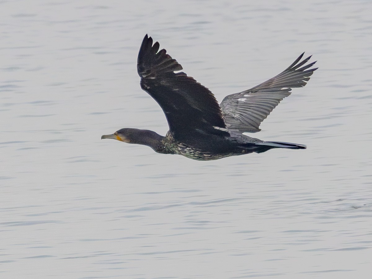 Cormorano - ML647739726