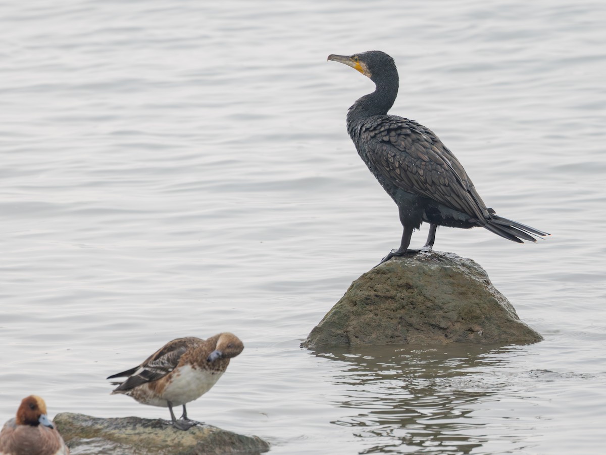 Cormorano - ML647739727