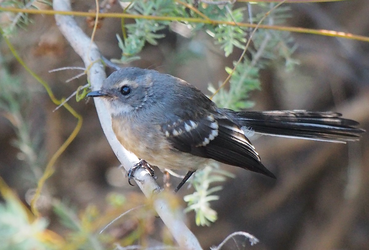 Gray Fantail - ML647739728