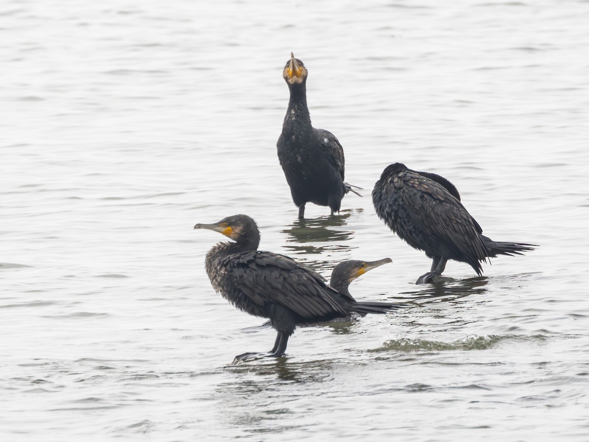 Cormorano - ML647739730