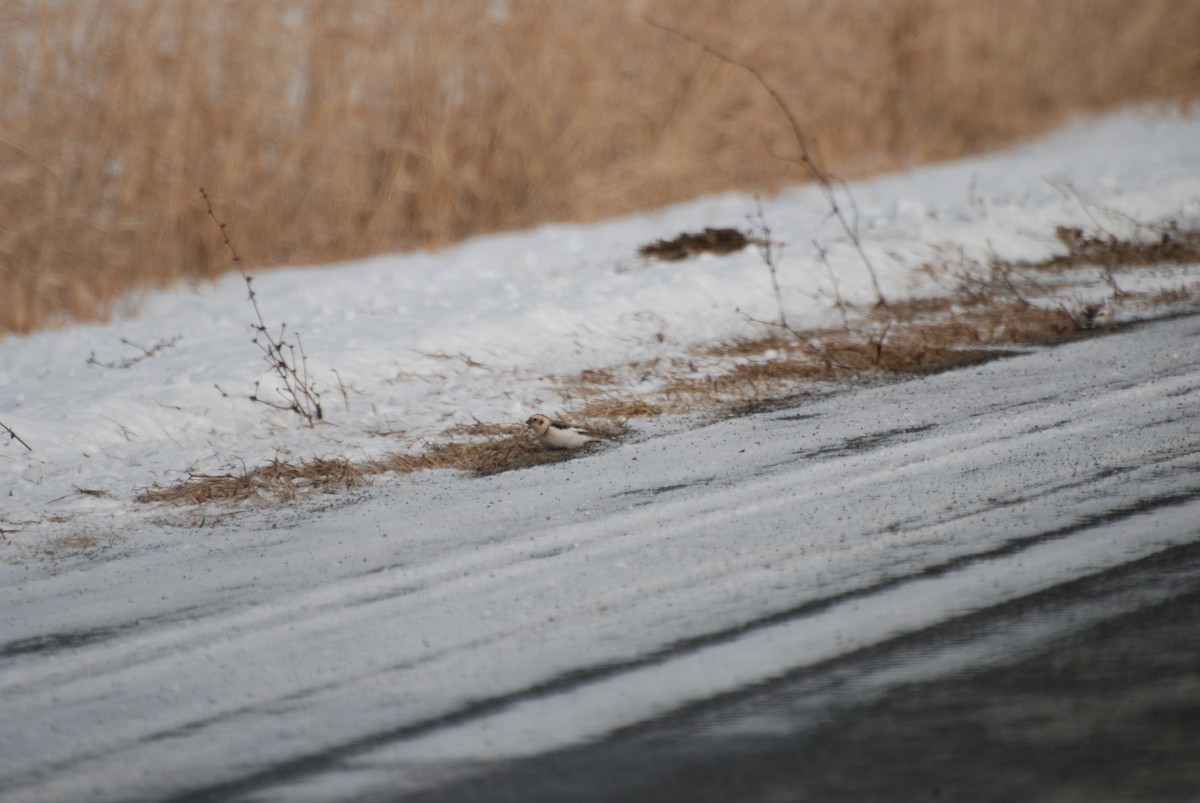 Zigolo delle nevi - ML647739731