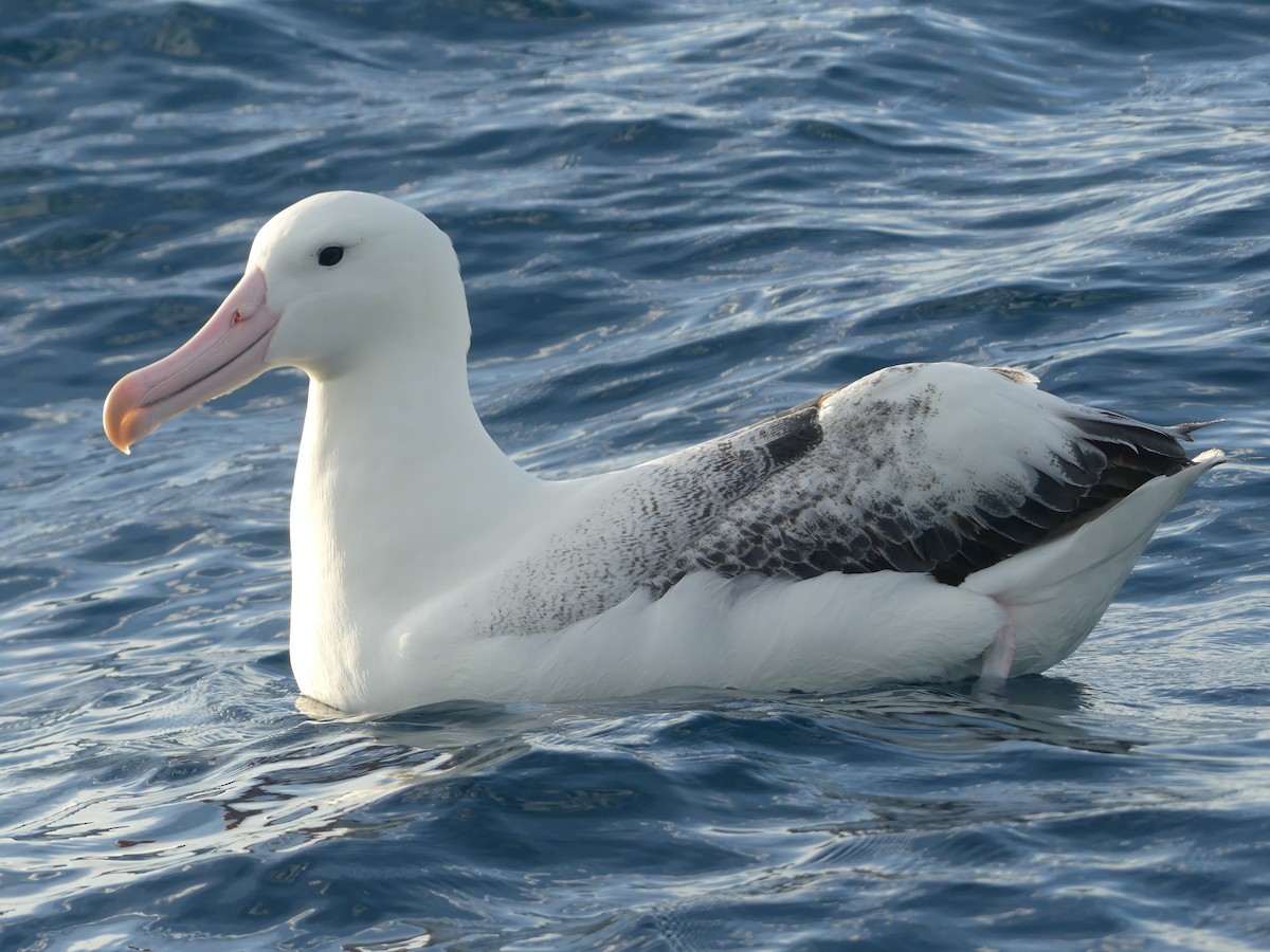 Southern Royal Albatross - ML647739732